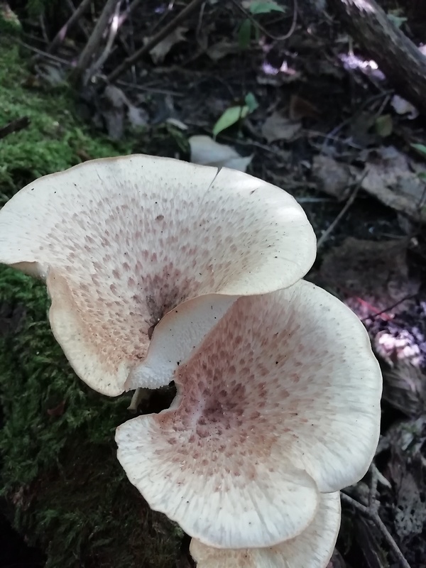 trúdnik šupinatý Cerioporus squamosus (Huds.) Quél.