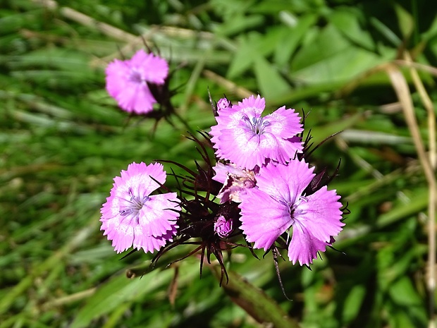 klinček bradatý nakopený Dianthus barbatus subsp. compactus (Kit.) Heuff.