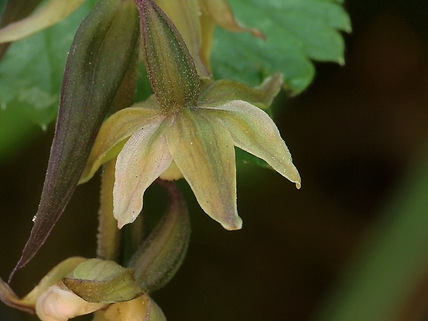 kruštík Epipactis sp.