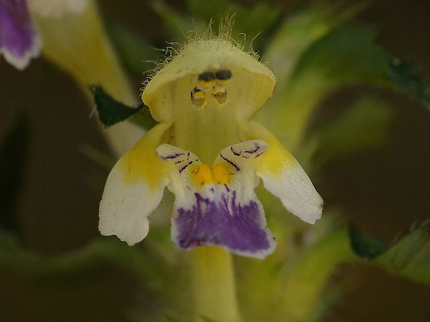 konopnica úhľadná Galeopsis speciosa Mill.