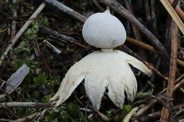 hviezdovka Geastrum cf. granulosum