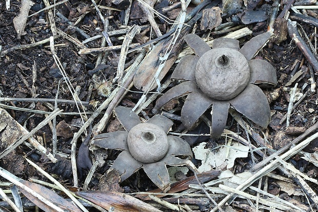 hviezdovka bradavičnatá Geastrum corollinum (Batsch) Hollós