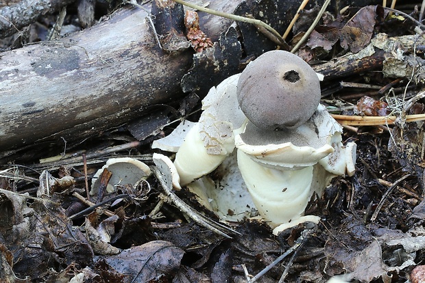 hviezdovka klenbová Geastrum fornicatum (Huds.) Hook.