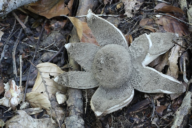 hviezdovka vlasatá Geastrum melanocephalum (Czern.) V.J. Staněk