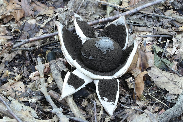 hviezdovka vlasatá Geastrum melanocephalum (Czern.) V.J. Staněk