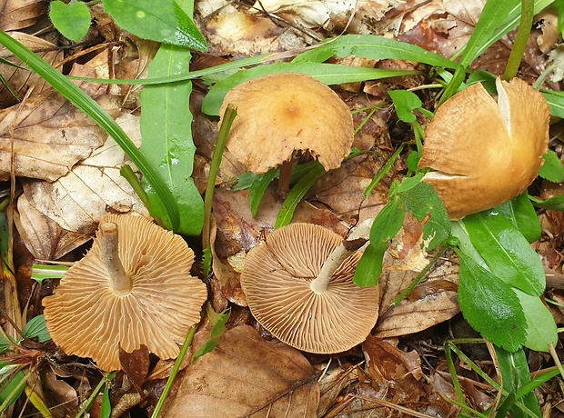 peniazovka štipľavá Gymnopus peronatus (Bolton) Antonín, Halling & Noordel.