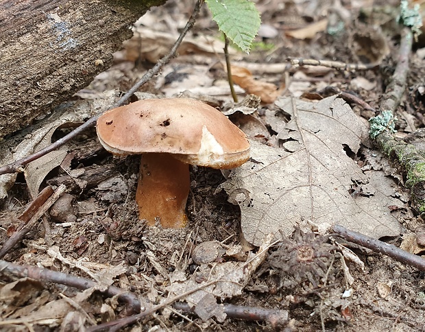 hríbnik gaštanovohnedý Gyroporus castaneus (Bull.) Quél.