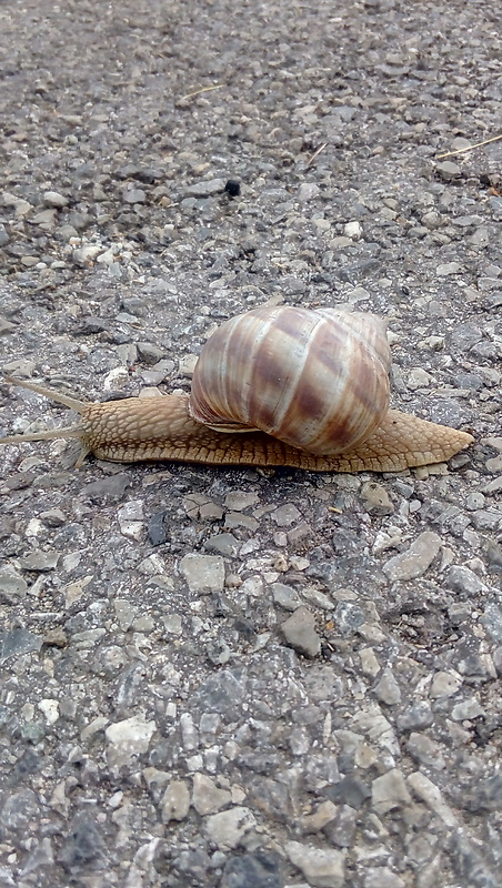 slimák záhradný Helix pomatia