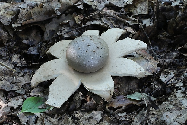 mnohokrčka dierkovaná Myriostoma coliforme (Dicks.) Corda