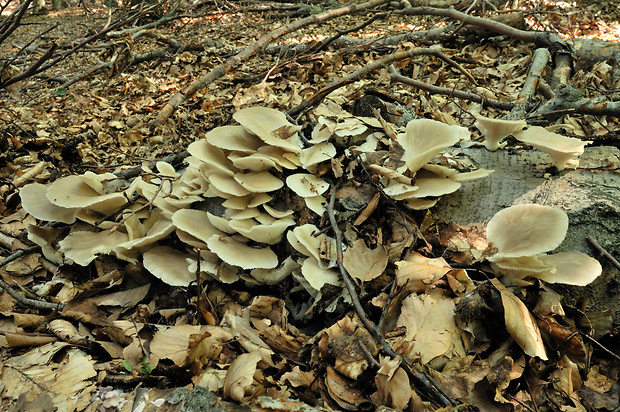 hliva buková Pleurotus pulmonarius (Fr.) Quél.