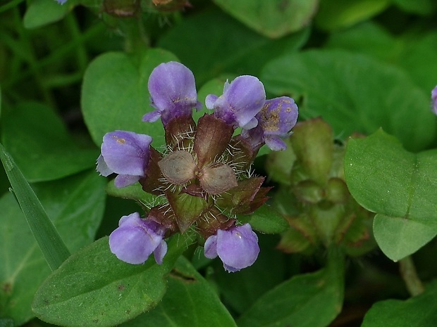 čiernohlávok obyčajný Prunella vulgaris L.