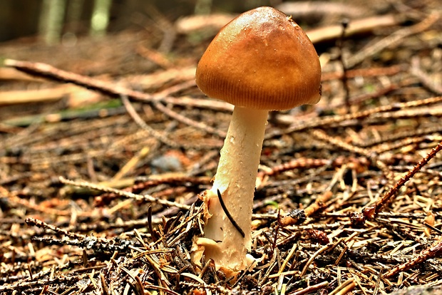 muchotrávka plavohnedá Amanita fulva Fr.