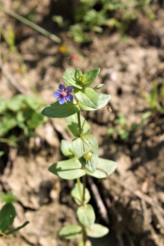 drchnička belasá Anagallis foemina Mill.