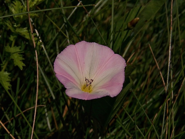 pupenec roľný Convolvulus arvensis L.