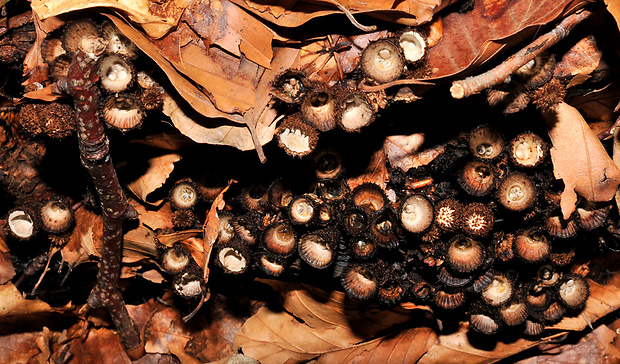 čiaškovec pásikavý Cyathus striatus (Huds.) Willd.