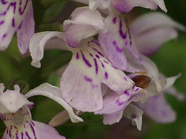 vstavačovec fuchsov pravý Dactylorhiza fuchsii subsp. fuchsii (Druce) Soó