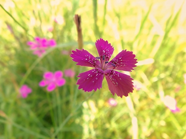 klinček slzičkový Dianthus deltoides L.