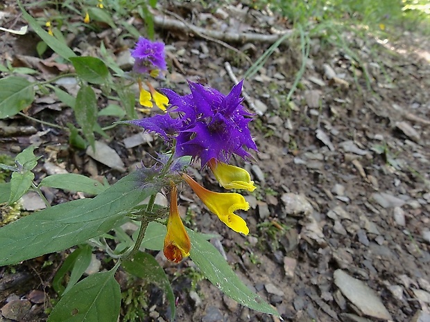 čermeľ hájny Melampyrum nemorosum L.