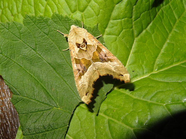 sivkavec mramorovaný Phlogophora meticulosa