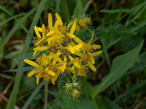 starček Senecio sp.