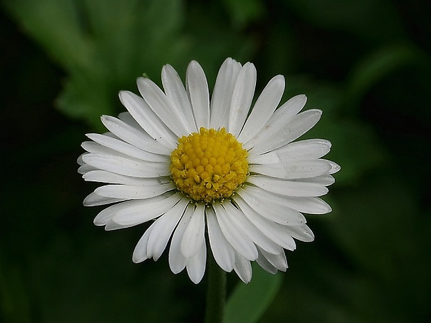 sedmokráska obyčajná Bellis perennis L.