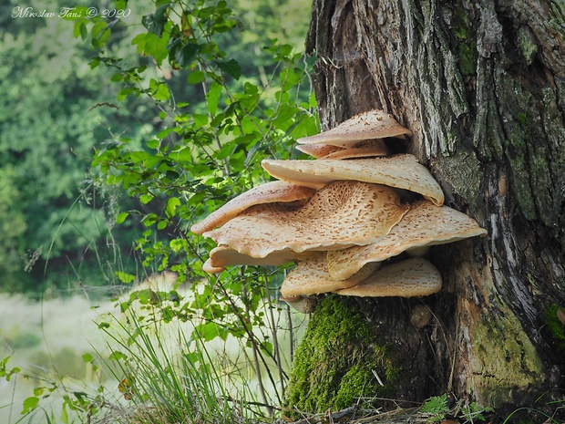 trúdnik šupinatý Cerioporus squamosus (Huds.) Quél.