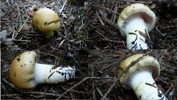 pavučinovec Cortinarius sp.