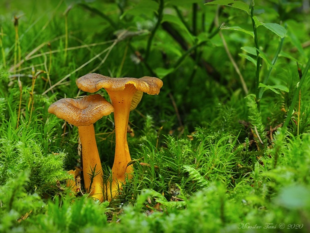 kuriatko lievikovité Craterellus tubaeformis (Fr.) Quél.