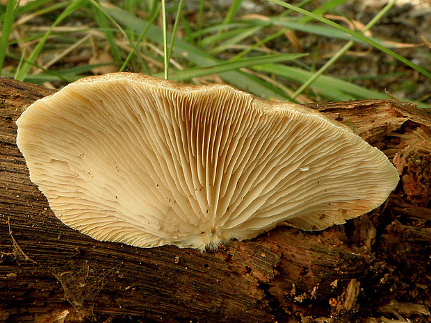 pahliva šafranová Crepidotus crocophyllus (Berk.) Sacc.