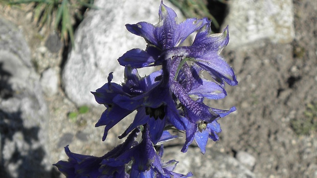 stračonôžka vysoká Delphinium elatum L.