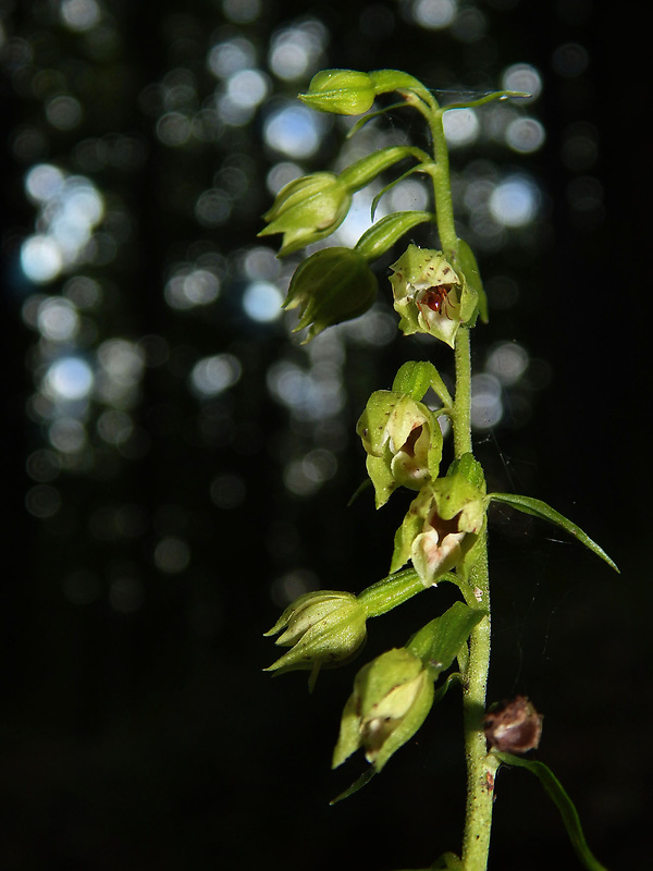 kruštík neskorý Epipactis albensis Nováková & Rydlo