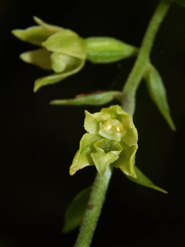 kruštík neskorý Epipactis albensis Nováková & Rydlo