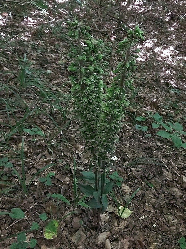 kruštík Epipactis sp.