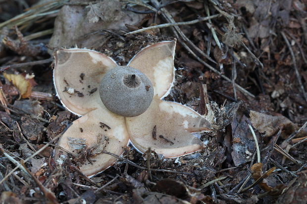 hviezdovka Berkeleyova Geastrum berkeleyi Massee