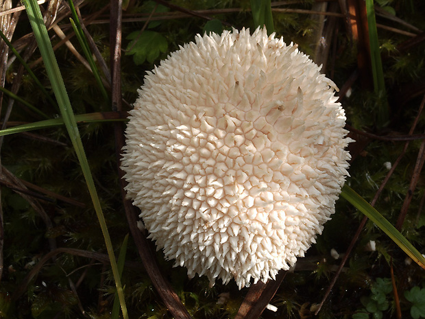 prášnica rašelinisková Lycoperdon caudatum J. Schröt.