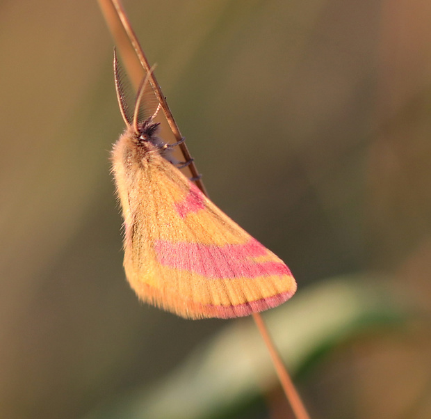 piadivka menšia Lythria cruentaria