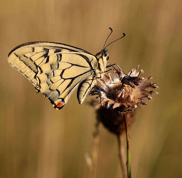 vidlochvost feniklový Papilio machaon Linnaeus, 1758