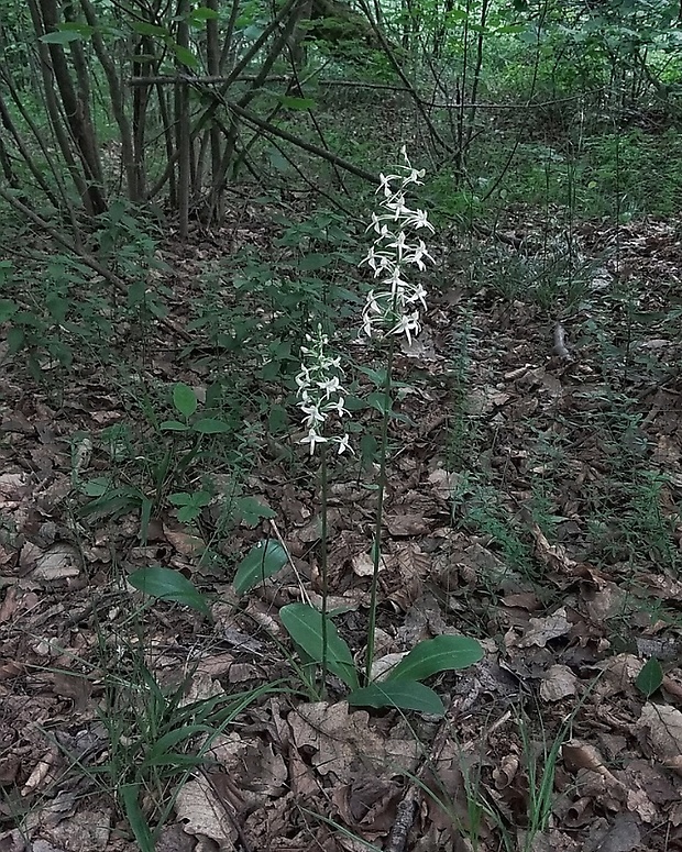 vemenník dvojlistý Platanthera bifolia (L.) Rich.