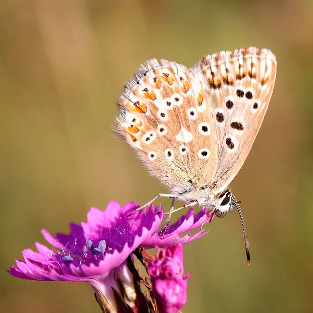 modráčik vikový Polyommatus coridon