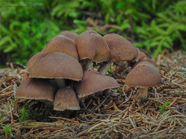 drobuľka vráskavá Psathyrella chondroderma (Berk. & Broome) A.H. Sm.