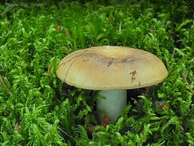 plávka hlinovožltá Russula ochroleuca Fr.