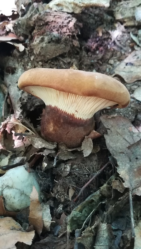 čechračka tmavohlúbiková Tapinella atrotomentosa (Batsch) Šutara