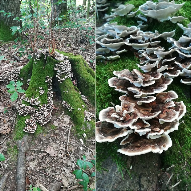 trúdnikovec pestrý Trametes versicolor (L.) Lloyd