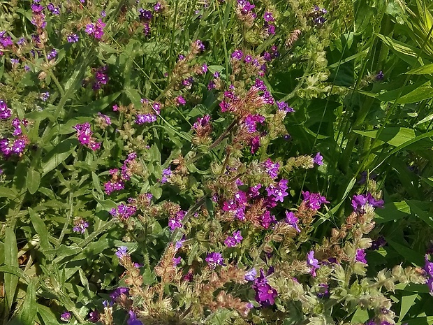 smohla lekárska ? Anchusa officinalis L.