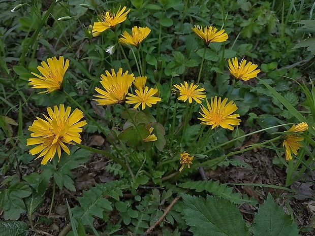 razivka smradľavá Aposeris foetida (L.) Less.