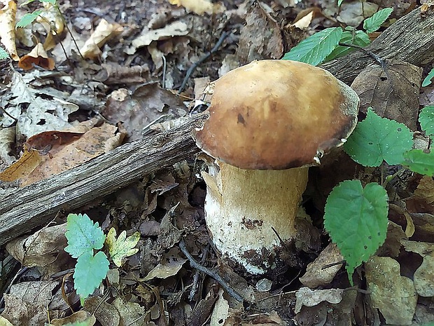 hríb bronzový Boletus aereus Bull. ex Fr.