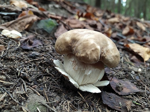 hríb dubový Boletus reticulatus Schaeff.