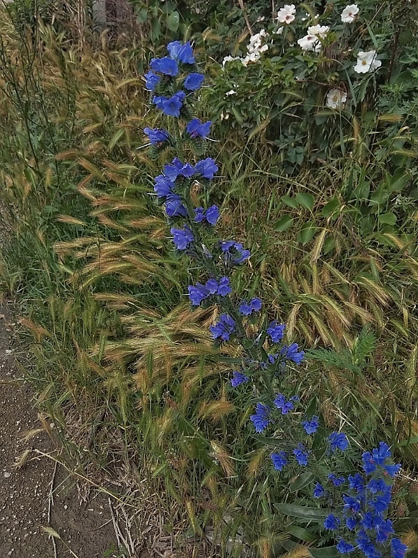 hadinec obyčajný Echium vulgare L.