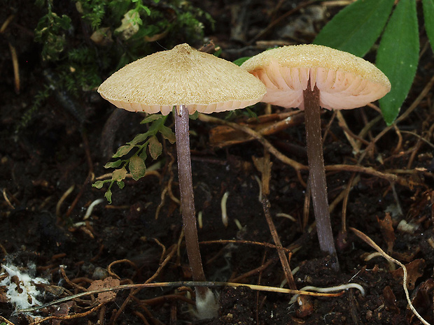 hodvábnica letná Entoloma solstitiale (Fr.) Noordel.