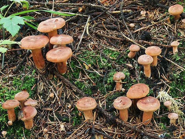 rýdzik ryšavý Lactarius rufus (Scop.) Fr.